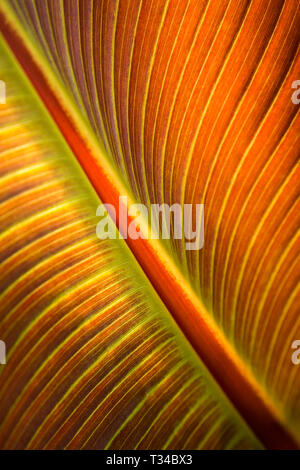 GROS PLAN COLORÉ LUMINEUX D'UNE FEUILLE DE BANANE MONTRANT LA STRUCTURE DE LA FEUILLE DANS UNE LUMIÈRE DORÉE Banque D'Images