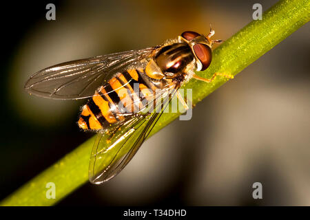 GROS PLAN EXTRÊME D'UNE VUE DE DESSUS D'UN VOL D'OISEAU WASP IMITATING SUR UNE TIGE DE PLANTE MONTRANT L'ABDOMEN, L'AILE ET LES DÉTAILS DE L'OEIL COMPOSÉ Banque D'Images