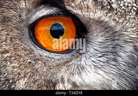 GROS PLAN MACRO DE LA TÊTE D'UNE OWL SAUVAGE OU D'UNE OWL CORNÉE EURASIENNE MONTRANT LES DÉTAILS DES YEUX ET DES PLUMES ET LES YEUX PERÇANTS ORANGE BRILLANTS Banque D'Images