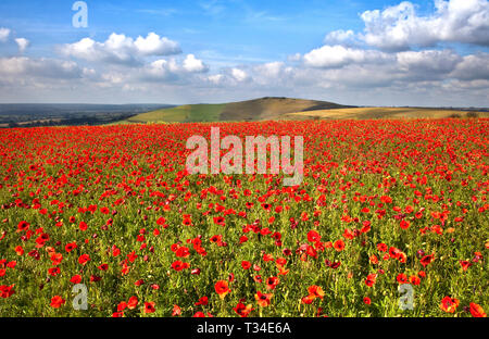 Déposée de coquelicots à City Gate Hill , Shaftesbury, dans le Dorset. Les coquelicots n'ont qu'est apparue ici une fois en 14 ans. Banque D'Images