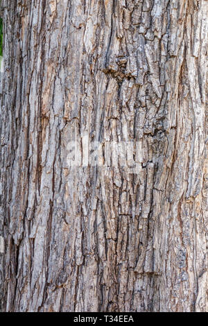 Orme montagnard, Ulmus glabra, texture de l'écorce des arbres, tronc d'arbre Banque D'Images