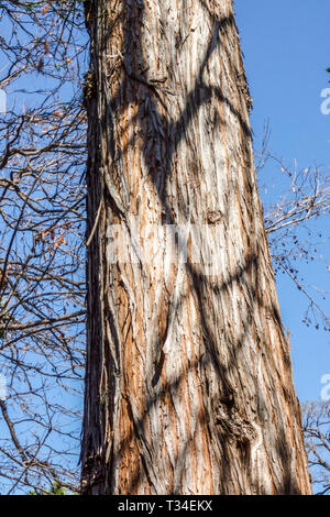 Le cyprès chauve, Taxodium distichum, texture écorce d'arbre, tronc d'arbre Banque D'Images