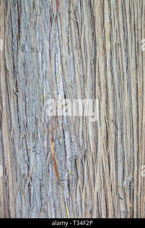 Cyprès, Cupressus macrocarpa, texture de l'écorce des arbres, tronc d'arbre Banque D'Images