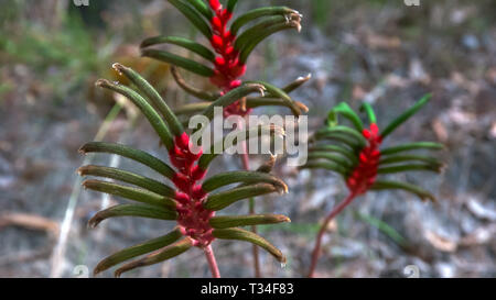 Western Australian kangaroo paw flower close up Banque D'Images