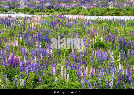 Les pâturages verts colorés avec des lupins bleus à l'Eglinton River Valley, New Zealand Banque D'Images