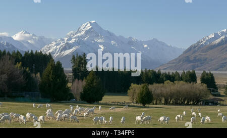 Nouveau tondue moutons paissent sur station de glentanner Banque D'Images