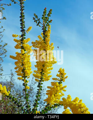 Acacia pravissima wattle du four de plus en bordure de printemps Banque D'Images