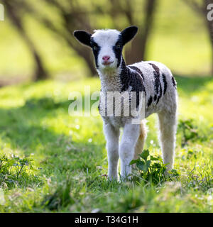 UNIQUE NOUVEAU-NÉ JACOBS MOUTON AGNEAU REGARDANT LA CAMÉRA DANS UN PAYSAGE PASTUREL NATUREL Banque D'Images