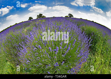 Vue grand angle des rangées de lavande vibrantes en pleine floraison sous un ciel large sur une ferme de campagne anglaise. Banque D'Images