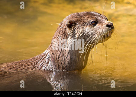 GROS PLAN D'UNE LOUTRE EURASIENNE. AVEC LA TÊTE AU-DESSUS DE L'EAU ET MONTRANT LES DÉTAILS DE LA TÊTE AVEC DES MOUSTACHES Banque D'Images