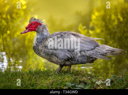 L 'quackless» la Moscovie Canard Lavande reconnue pour c'est la viande qui est comparé à du rôti de bœuf. Banque D'Images