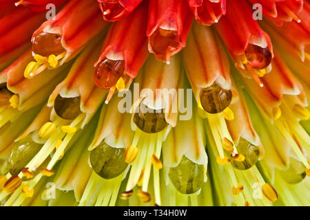 Red Hot Poker fleurissent en gros plan avec des têtes de fleurs remplies de rosée matinale dans un soleil matinal éclatant. Banque D'Images