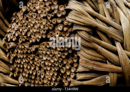 Close-up of bamboo Banque D'Images