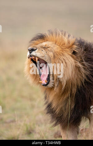 Portrait d'un lion le bâillement, au Kenya Banque D'Images