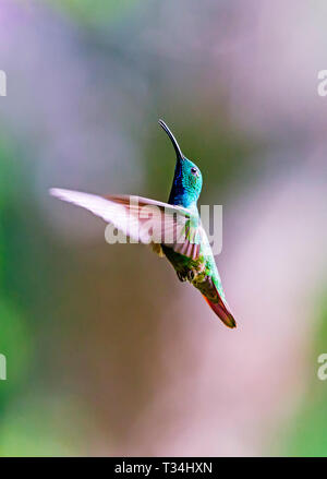 Colibri vert-breasted Mango planant Banque D'Images