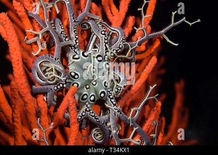 Libre d'un petit panier Star (Astrocladus euryale) sur une orange d'éventails de mer. Banque D'Images