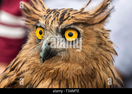 Portrait d'un hibou, Indonésie Banque D'Images