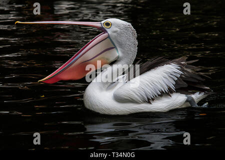 Pelican natation dans un lac, de l'Indonésie Banque D'Images