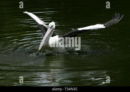 Portrait d'une baignade dans un lac Pelican, Indonésie Banque D'Images