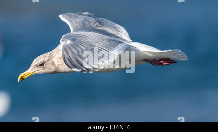 Mouette en vol, British Columbia, Canada Banque D'Images