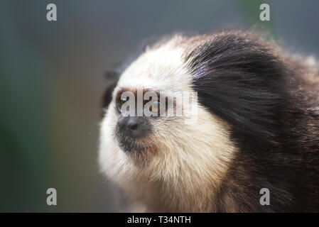 Portrait d'un drôle de petit singe ouistiti touffetée noir , Callithrix penicillata. Banque D'Images