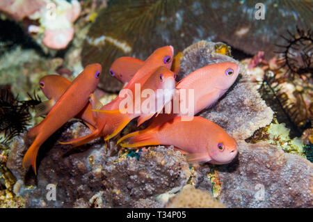Lyretail anthias ou Goldies [Pseudanthias squamipinnis]. Rinca, le Parc National de Komodo, en Indonésie. Banque D'Images