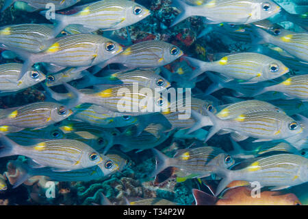 Goldspot la dorade ou daurade à gros yeux rayé [Gnathodentex aureolineatus], une espèce de Emperore, école sur les récifs coralliens. Les Maldives. De l'Océan indien. Banque D'Images