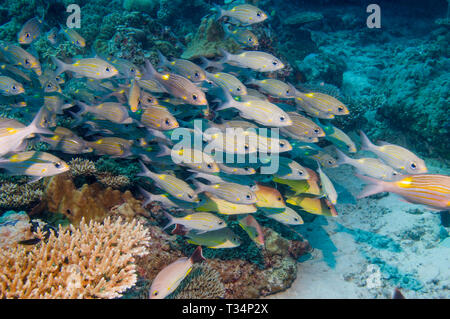 Goldspot la dorade ou daurade à gros yeux rayé [Gnathodentex aureolineatus], une espèce de Emperore, école sur les récifs coralliens. Les Maldives. De l'Océan indien. Banque D'Images