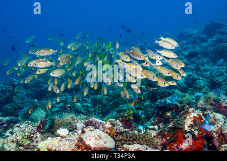 Goldspot la dorade ou daurade à gros yeux rayé [Gnathodentex aureolineatus], une espèce de Emperore, école sur les récifs coralliens. Les Maldives. De l'Océan indien. Banque D'Images