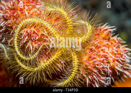 Brittlestar jaune [Ophiothrix sp. L'Indonésie. Indo-ouest pacifique. Banque D'Images