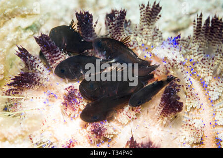 Siphamia siphonfish d'Oursin [versicolor] à l'abri dans les épines d'un oursin l'Ijima toxiques [Asthenosoma ijimai]. Détroit de Lembeh, Nord Sulawesi, JE Banque D'Images