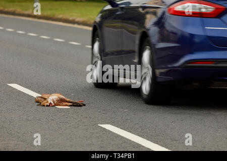 Renard rouge (Vulpes Vulpes) la route tue le renard rouge. Glasgow Ecosse. Banque D'Images