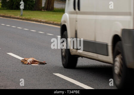 Renard rouge (Vulpes Vulpes) la route tue le renard rouge. Glasgow Ecosse. Banque D'Images