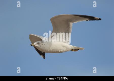 Oiseaux qui volent Banque D'Images