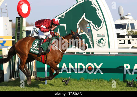 AINTREE, Liverpool, Royaume-Uni. 6 avril 2019. Tiger Roll vainqueur du Grand National 2019 de Randox, monté par D N Russell. Il devient le premier cheval depuis Red Rum il y a 45 ans à gagner l'épreuve dos-à-dos. 40 coureurs, 30 clôtures et plus de quatre milles et quart, le National est le test ultime pour les chevaux et les cavaliers. Banque D'Images