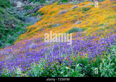 En fleurs coquelicots dynamique sur une colline à Lake Elsinore de rebondir vers la douce brise au cours d'une journée lumineuse. Banque D'Images