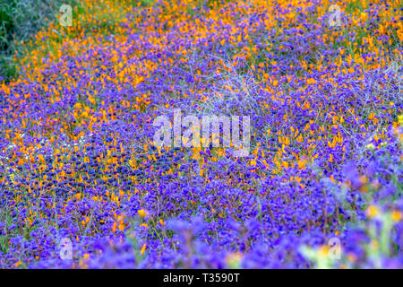 En fleurs coquelicots dynamique sur une colline à Lake Elsinore de rebondir vers la douce brise au cours d'une journée lumineuse. Banque D'Images