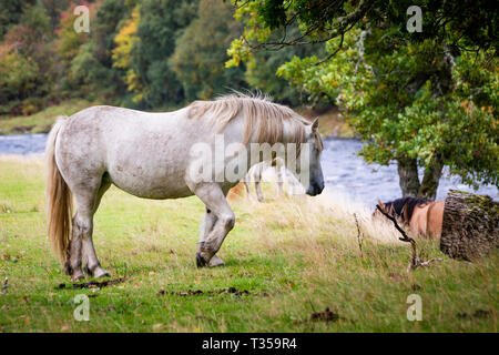 Chevaux dans un champ près de Cassley Invercassley à Lairg, chutes, en Écosse. Banque D'Images