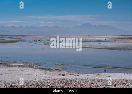 Sel du désert d'Atacama au Chili avec des flamants roses dans la distance Banque D'Images