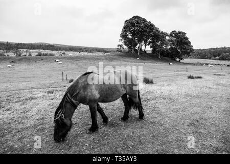 Chevaux dans un champ près de Cassley Invercassley à Lairg, chutes, en Écosse. Banque D'Images