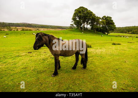 Chevaux dans un champ près de Cassley Invercassley à Lairg, chutes, en Écosse. Banque D'Images