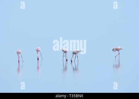 Les flamants du lac Natron Banque D'Images