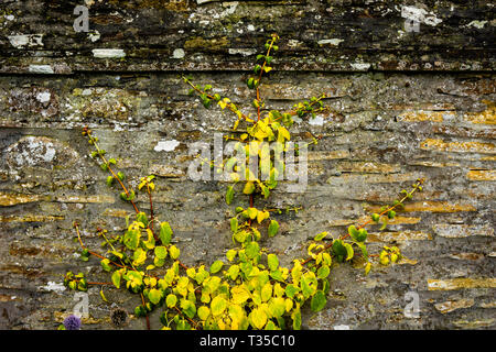 Jaune et vert de la viticulture sur un mur de maçonnerie en pierre au Château de Mey, au nord-est de l'Ecosse. Banque D'Images