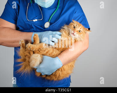 Médecin vétérinaire en uniforme bleu tenant un chat rouge moelleux avec un drôle de visage sur un fond blanc Banque D'Images