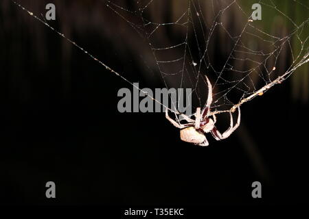 Araignée Huntsman sur toile araignée australienne grande sur toile humide, photo, photographie, image, photo Banque D'Images