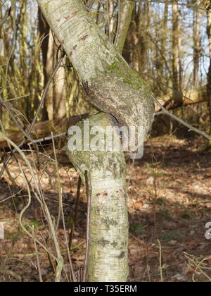 Un arbre avec un nœud dans le tronc Banque D'Images