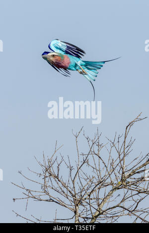 Un adulte Lilac-breasted roller en vol après avoir décollé de l'Ol Pejeta Conservancy, accrobranche, Laikipia, Kenya, Africa Banque D'Images