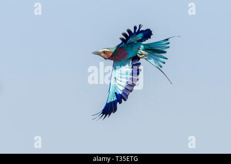 Un adulte Lilac-breasted roller en vol après avoir décollé de l'Ol Pejeta Conservancy, accrobranche, Laikipia, Kenya, Africa Banque D'Images