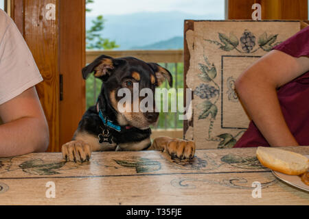 Un jeune chiot oublie ses manières et saute sur la table dans un chalet de lorsqu'il remarque des hamburgers et hot-dogs pour la première fois. Il espère que ! Banque D'Images