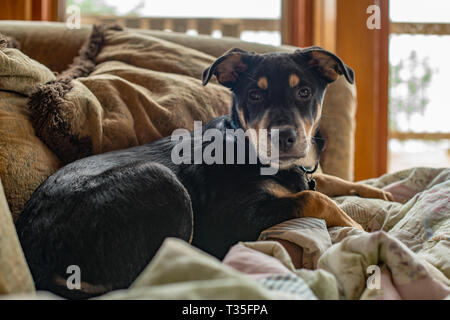 Ce chiot orphelin a été adopté récemment à partir d'une organisation de sauvetage mais est maintenant heureux de participer à sa famille, vacances dans une cabane de montagne. Banque D'Images